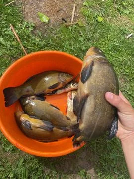 Fisherman's Catch of Fish Stock Photos