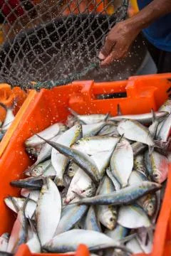 Fisherman's catch Stock Photos