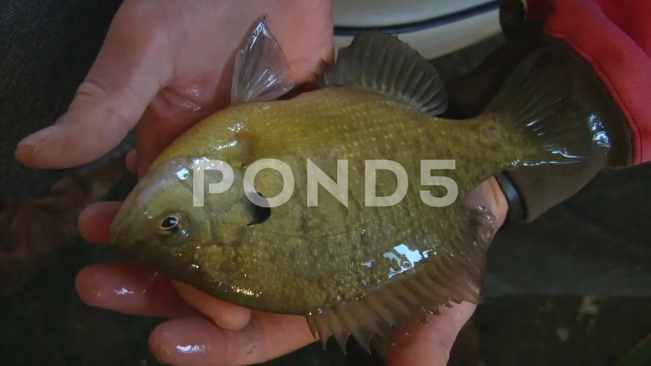 https://images.pond5.com/fishermans-hands-holding-live-bluegill-footage-201922214_prevstill.jpeg