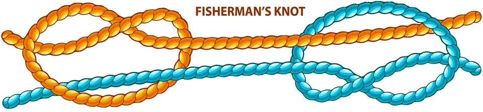 Fishermans knot isolated on white. Modification of straight knot where first 스톡 일러스트