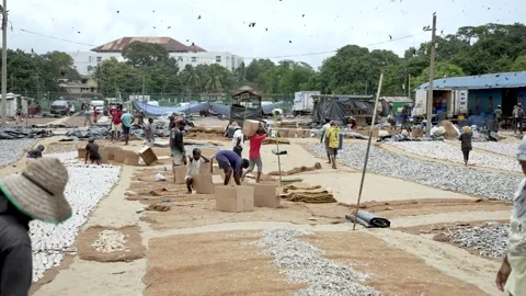 Fishermen and Workers Sorting Fish at Bustling Negombo Beach With Birds Overhead Stock Footage 295973931