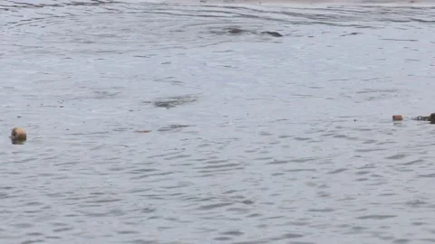 Fishermen are catching and sorting carp in a fish pond. Video stock 231741937