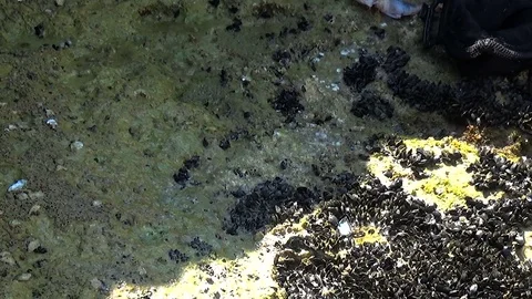 Fishermen banging on the rocks octopus to make it tender Vídeo Stock 82628916