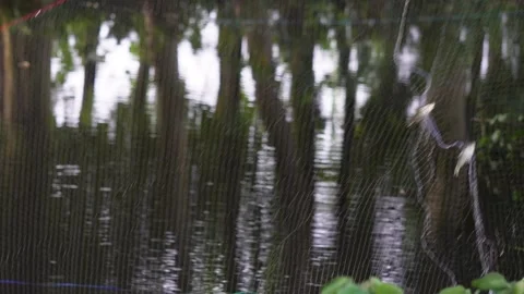 The fishermen catch lots of fish Stock Footage 319929636
