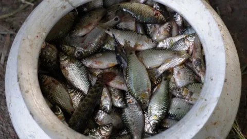 Fishermen catching fish Stock Footage 319928857