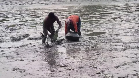 Fishermen Catching Fresh Fish From Muddy Pond Bed During Harvest 動画素材 337457316