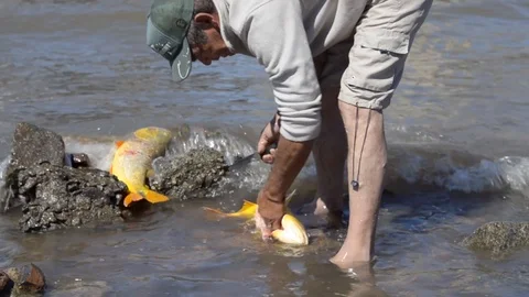 Fishermen Cleans the Catch at Polluted Waters Of Rio de la Plata.  Stockbeeldmateriaal 97832076
