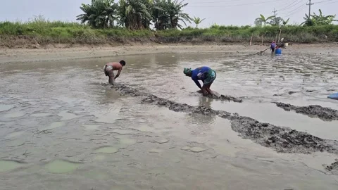 Fishermen Draining Pond For Fish Harvesting Process With Shallow Engine Pump 動画素材 337457331