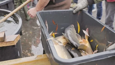Fishermen engaged in sorting freshly caught carp into plastic containers 库存影片 294347777