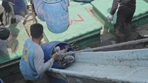 Fishermen Lifting Skipjack Fish in Blue Drum at Fishing Port Indonesia Vidéo 333981651