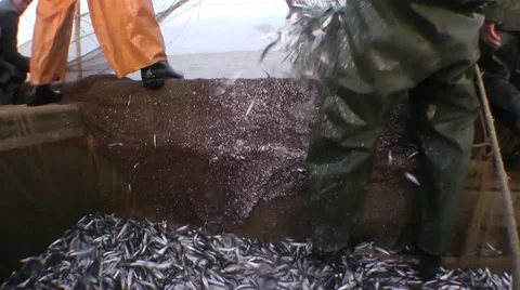 Fishermen load caught fish from the net. Stock Footage 63109770