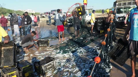 Fishermen loading fresh sardines on the beach at Scottburgh in South Africa Stock Footage 137563440