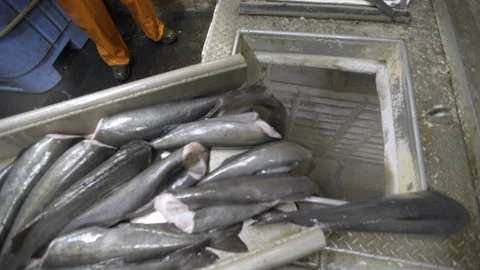 Fishermen move fresh decapitated fish through conveyor belt into freezer, USA Stock Footage 138891041