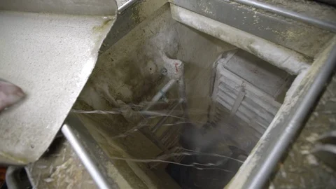 Fishermen move fresh decapitated fish through conveyor belt into freezer, USA Stock Footage 138891072