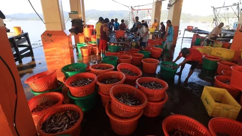 Fishermen offload and sort fish Stock Footage 122978627