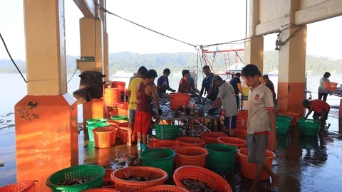 Fishermen offloading fish Video stock 122978562