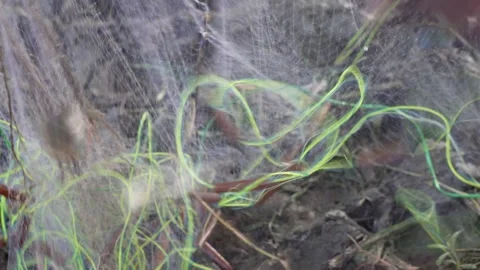 Fishermen picking fish using hand Stock Footage 319928846