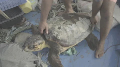 Fishermen preparing a caught loggerhead sea turtle for release Stock Footage 243341320