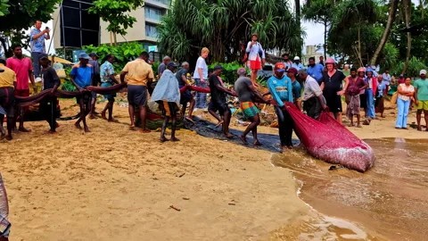 Fishermen pulling heavy net on Weligama beach Sri Lanka coastal life Видео 330924945