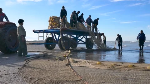 Fishermen pulling heavy nets from blue trailer on wet shoreline Stock Footage 320462680