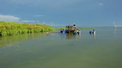 Fishermen Pulling Large Fishing Net in River During High Tide Stock Footage 319462107