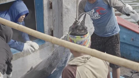 Fishermen Pulling Large Frozen Tuna from Freezer Hold Indonesia Vidéo 333981077