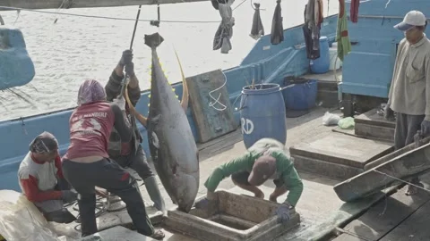Fishermen Pulling Large Frozen Tuna from Boat Hold Indonesia Vidéo 333981230