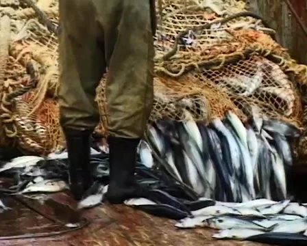 Fishermen pulling trawl. Trawl. Fish. Close up. Stock Footage 50456424