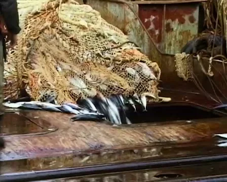 Fishermen pulling trawl. Trawl. Fish. 動画素材 50456511