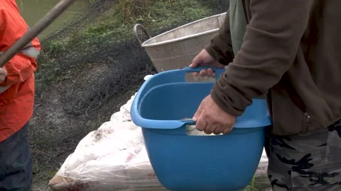 Fishermen put caught fish in a container for further processing. Stock Footage 236969396