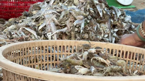 Fishermen separate mixed bycatch on the ground, hands moving quickly through Stock Footage 328097262