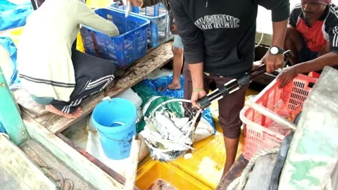 Fishermen sort the caught fish into baskets Stock Footage 218219698