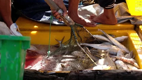Fishermen sorting fish in baskets Video stock 244180213