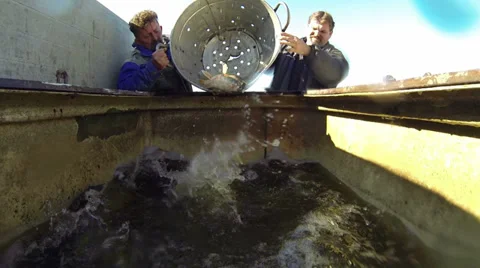 Fishermen Sorting Fish Stock Footage 31408767