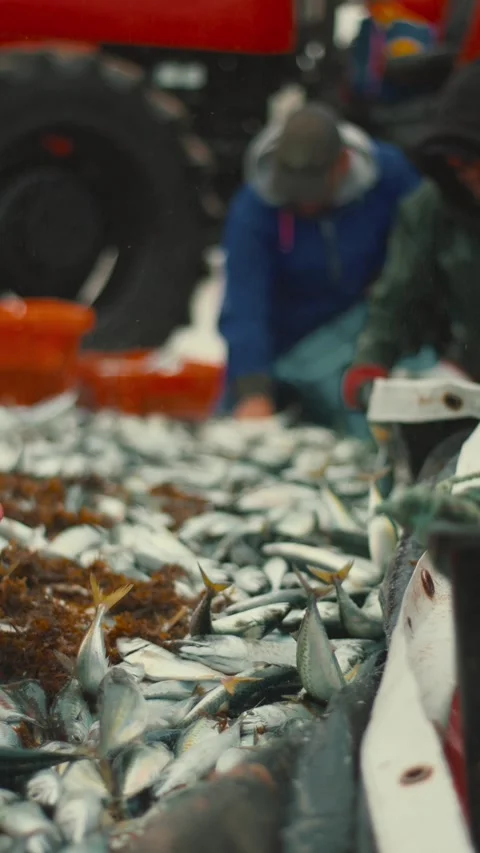 Fishermen sorting fresh mackerel catch from a trawler Stock Footage 336314502