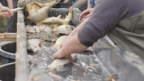 Fishermen sorting freshly caught fish on sorting table 库存影片 294346301