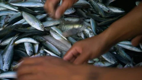 Fishermen sorting sardine fish Stock Footage 88889038