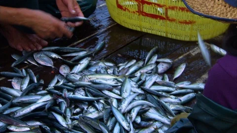 Fishermen sorting sardine fish Видео 88931318