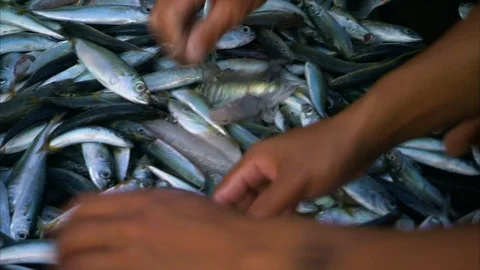 Fishermen sorting sardine fish Video stock 88931539