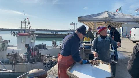 Fishermen sorting seafood on a bustling harbor dock in Numana, Le Marche, I.. Photos