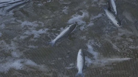 Fishermen with their catch of the day Stock Footage 71372959