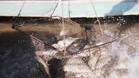 Fishermen throw fish into their nets in a spray of river water. Stock Footage 322121802