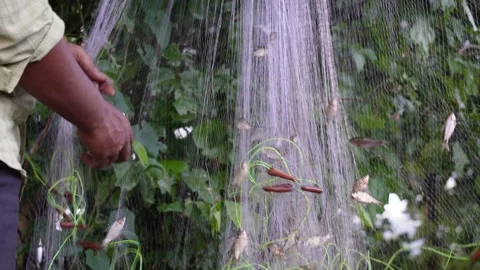 Fishermen using hand Stock Footage 319930347