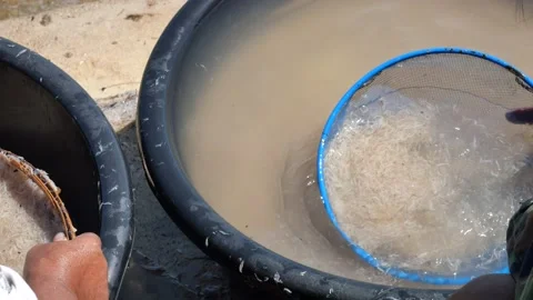 The fishermen wash and filter group of fresh Krill with clean water Stock Footage 143622341