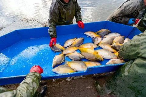 Fishermen in waterproof overalls sorting crap fish from fishpond Stock Photos