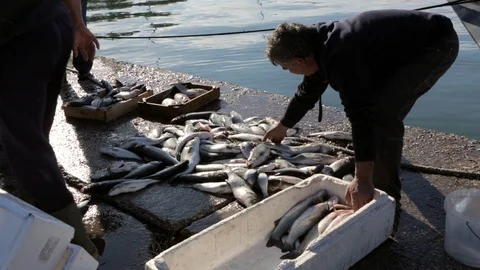 Fishermen working a small port Stock Footage 108634805