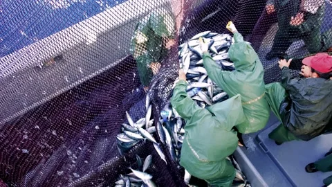 Fishery Stock Footage 152996765