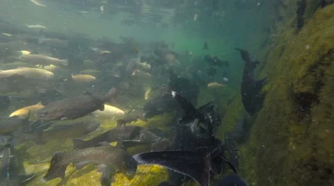 A fishery for Trout Stock Footage 62741231