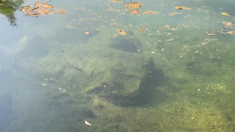 Fishes with algae in Aare river in riparian forest with sunbeams. Stock Footage 139835592