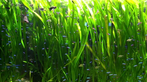 The fishes among the seaweed 库存影片 36266581